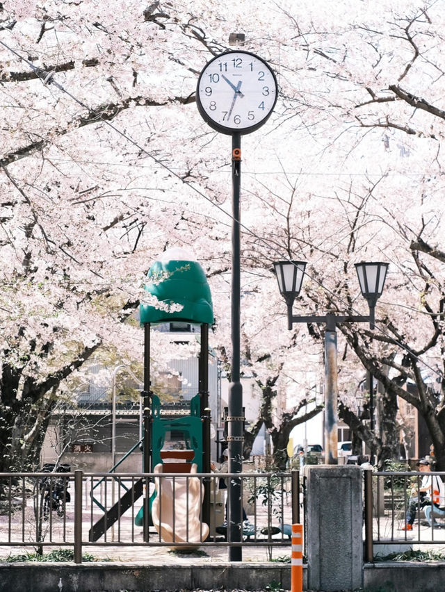 🌸 Caught the Last Wave of Kansai's Cherry Blossoms — Just When I Thought I’d Missed It!