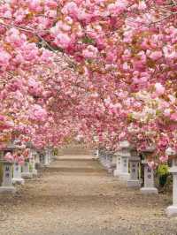 Late April Sakura Guide at Ikagu Shrine 🌸✨