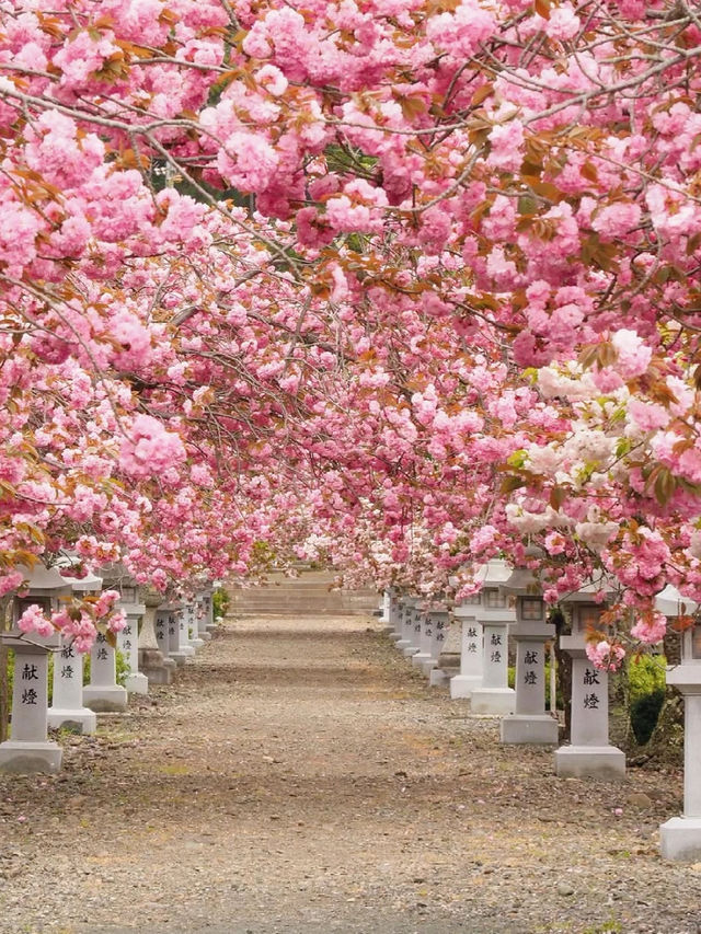 Late April Sakura Guide at Ikagu Shrine 🌸✨