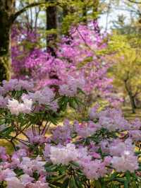 Kyoto’s Late Cherry Blossom Hidden Gem – Ninna-ji Temple’s Spring Five-Storied Pagoda