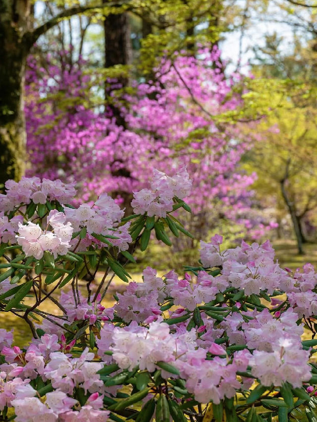 Kyoto’s Late Cherry Blossom Hidden Gem – Ninna-ji Temple’s Spring Five-Storied Pagoda