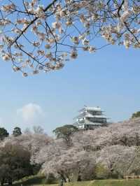 🌸 福岡賞櫻之旅：遇見春天最溫柔的微笑