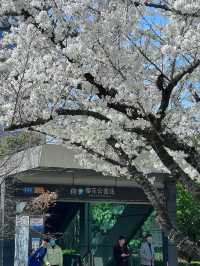🌸 Romantic Cherry Blossom Spot in Ningbo: A Must-Visit Near the Metro! 🌸