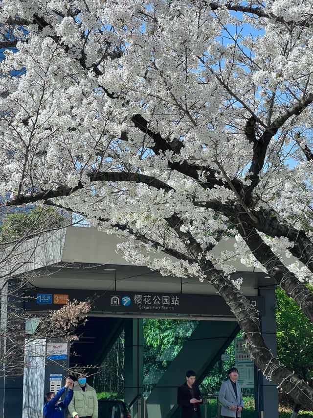 🌸 Romantic Cherry Blossom Spot in Ningbo: A Must-Visit Near the Metro! 🌸
