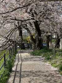 🌸 Hidden Cherry Blossom Tunnel in Kyoto’s Kamigamo Area 🌸