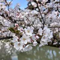 走吧！赴一場粉色之約🌸