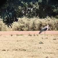 簡單而難忘的 Ngorongoro 露營日常
