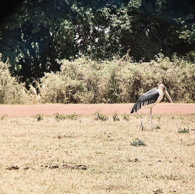 簡單而難忘的 Ngorongoro 露營日常