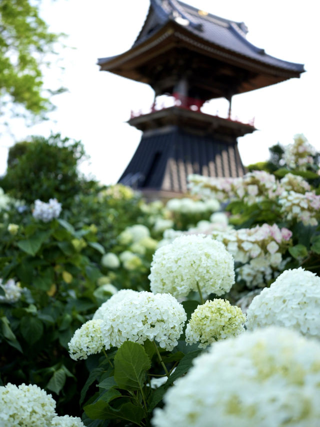 【埼玉】あじさい寺として親しまれていて鐘楼堂の梵鐘と紫陽花とのショットが有名