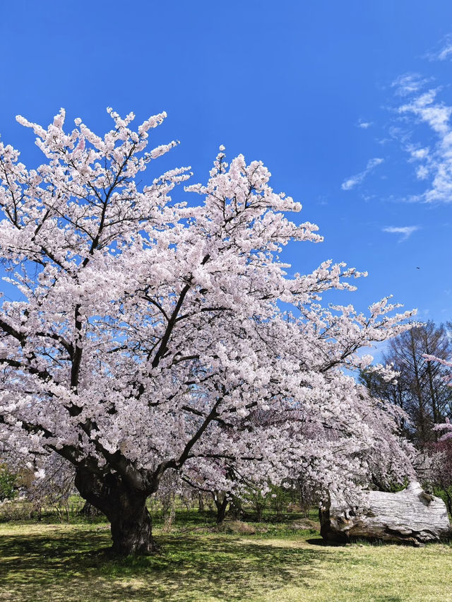 日本🇯🇵｜超浪漫的櫻花愛心🌸🩷
