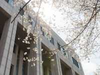 “Blossoms of Ambition: Springtime Serenity at Woosong University”
