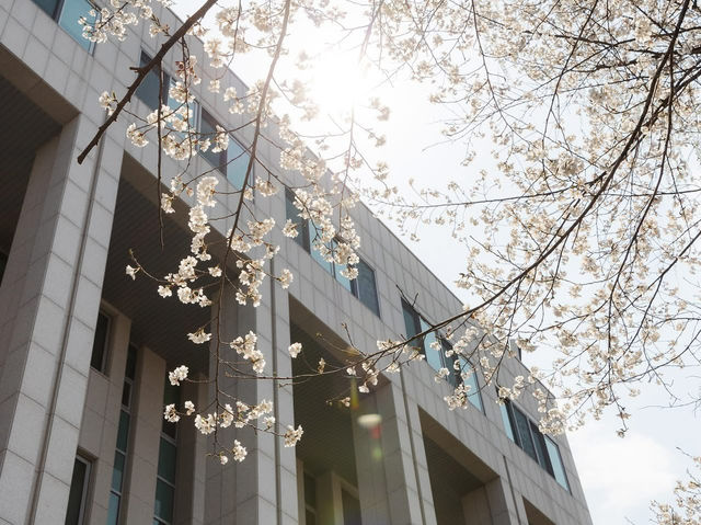 “Blossoms of Ambition: Springtime Serenity at Woosong University”