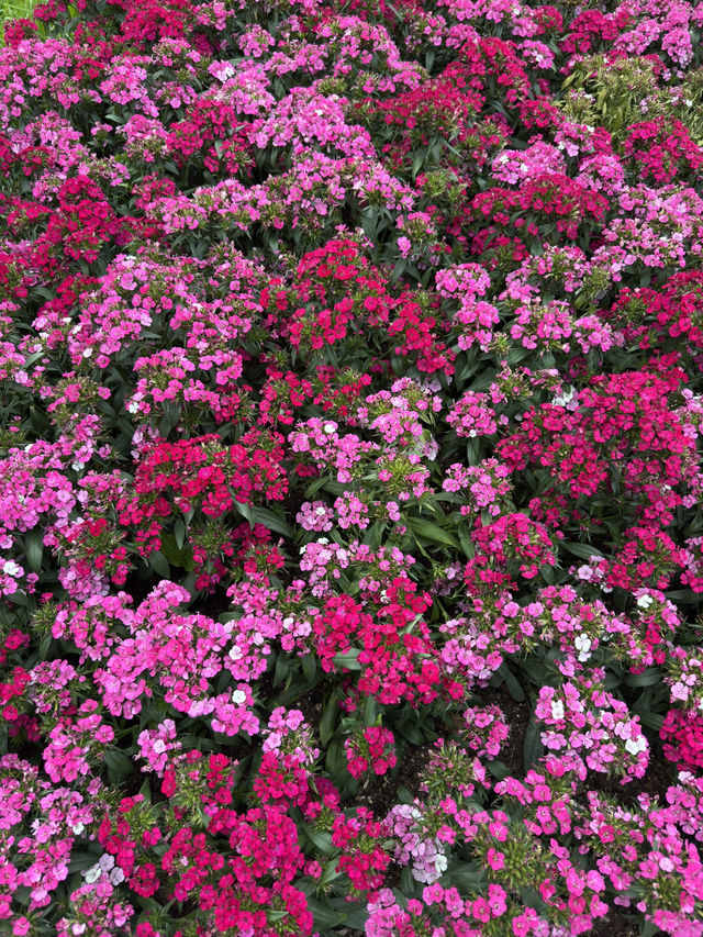 香港｜香港動植物公園