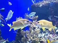 #新加坡S.E.A Aquarium-新加坡聖淘沙島