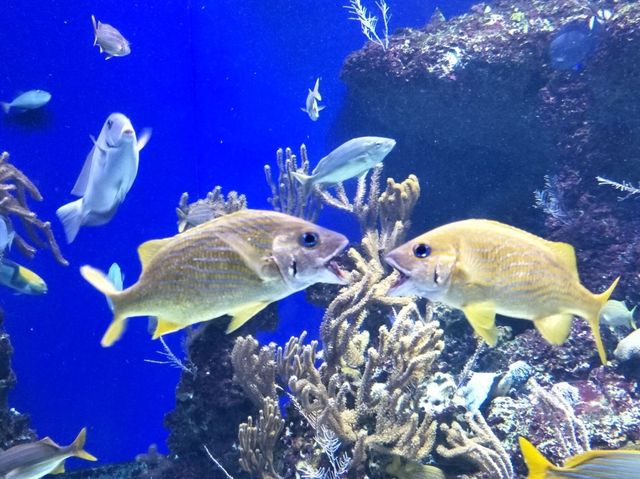 #新加坡S.E.A Aquarium-新加坡聖淘沙島