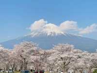 Sakura & Fuji: A Match Made in Spring Heaven