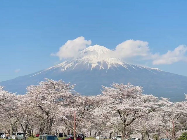 Sakura & Fuji: A Match Made in Spring Heaven