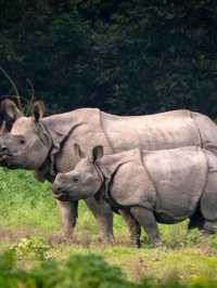 Into the Wild: A Magical Journey through Chitwan National Park