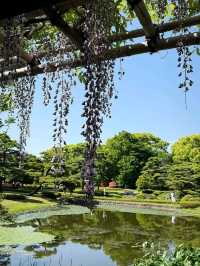 Hidden Gem in the Heart of Tokyo
