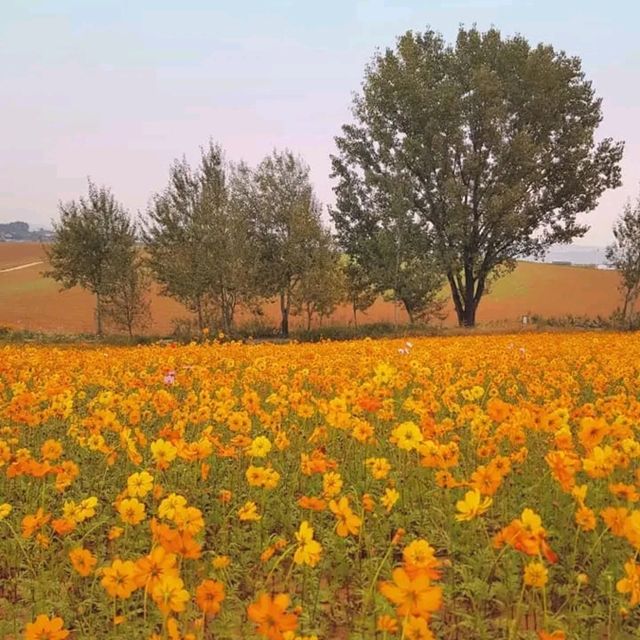 A Peaceful Day in Nature’s Embrace: Anseong Farmland
