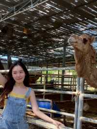 สวนอูฐ ชะอำ (Camel Republic) 🐫🦜