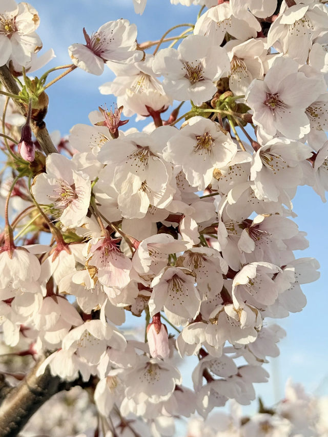 Sakura in Sapporo, Japan 🌸