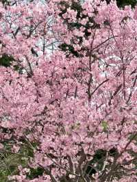 花見福岡：櫻花與古城交織的浪漫春日🌸