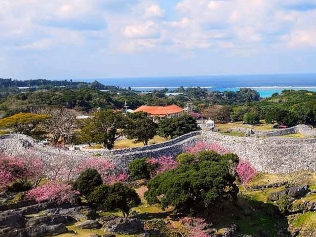 沖繩賞櫻-今歸仁城跡，日本百大名城的美麗與哀愁。