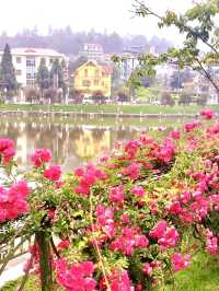 Sapa in Bloom: A Journey Through season