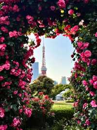 📍 Shiba Park Rose Garden Bloom
