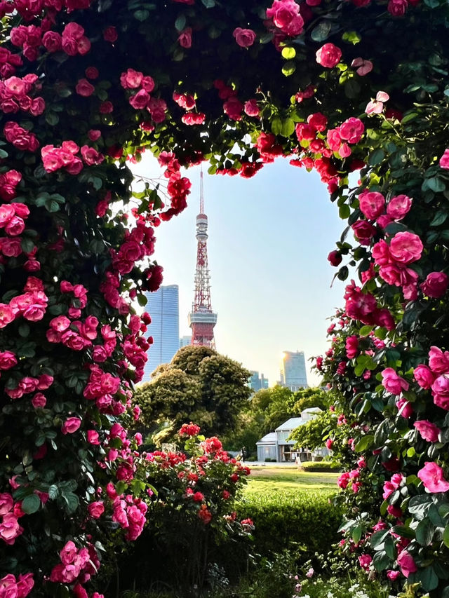 📍 Shiba Park Rose Garden Bloom