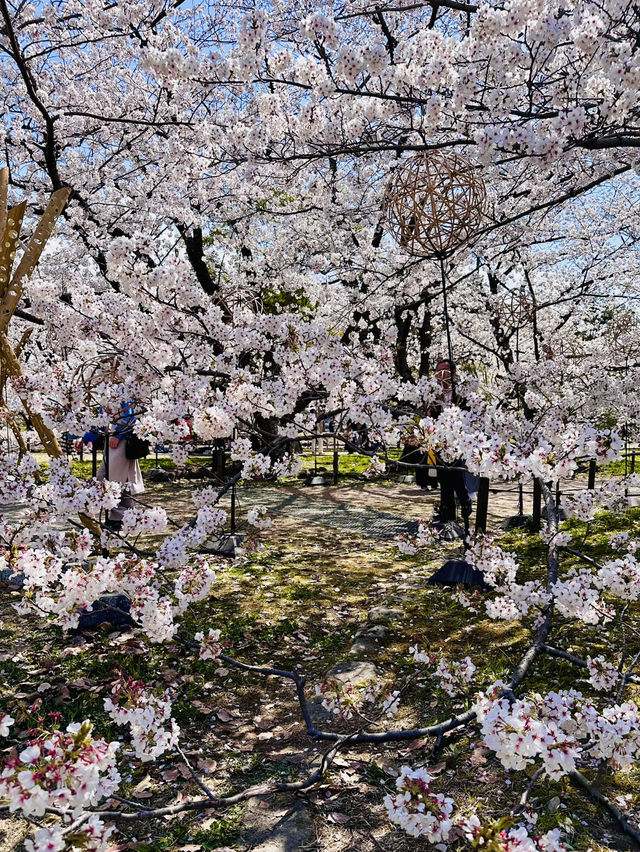 Castle of Petals: Fukuoka’s Blossom-Crowned Ruins