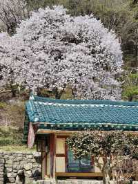 The Beauty of Daewonsa