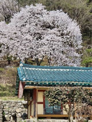 The Beauty of Daewonsa