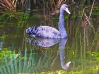 Finding Serenity in the City – A Morning at Eco Lake, Singapore Botanic Gardens