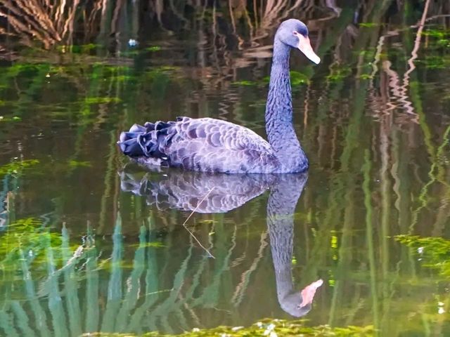 Finding Serenity in the City – A Morning at Eco Lake, Singapore Botanic Gardens