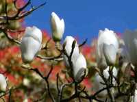 Sheringham Park – Where Nature and Vision Bloom Together