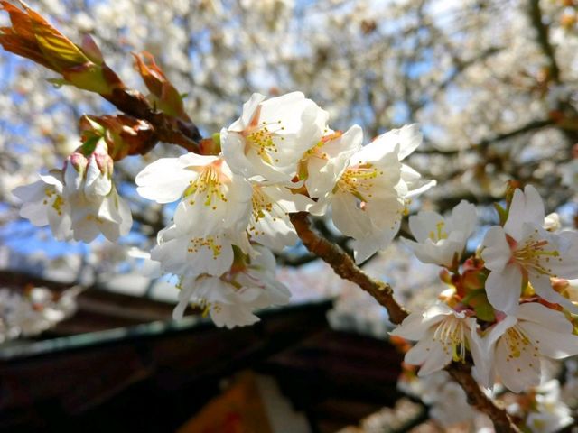 四季都有花的能古島海島公園🌺