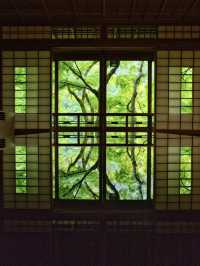 【雨でも楽しめる室内絶景】「水鏡」の絶景に息をのむ🌿💧✨※周辺観光情報付