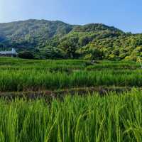 八鄉山 x 端陽山野