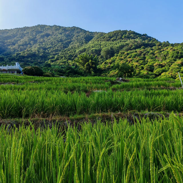 八鄉山 x 端陽山野