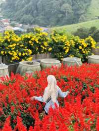 Red, Radiant & Wild – Ying Yong’s Boldest Bloom