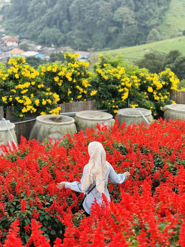 Red, Radiant & Wild – Ying Yong’s Boldest Bloom