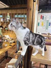 คาเฟ่แมวในซูโจว Cat twelve ถนน pingjiang 🇨🇳