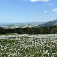 Montreux’s Narcissus Poeticus Fields: A Springtime Fairytale on Lake Geneva