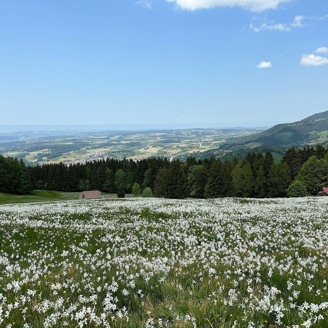 Montreux’s Narcissus Poeticus Fields: A Springtime Fairytale on Lake Geneva