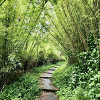 陽明山山豬湖山走走