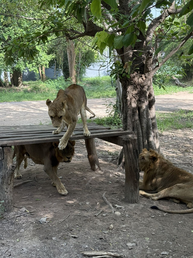 北碧府野生動物園