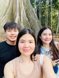 🌳 ต้นไม้ยักษ์ บ้านไร่ อุทัยธานี