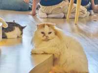 Mali Cat Cafe Bangsaen, Chonburi 